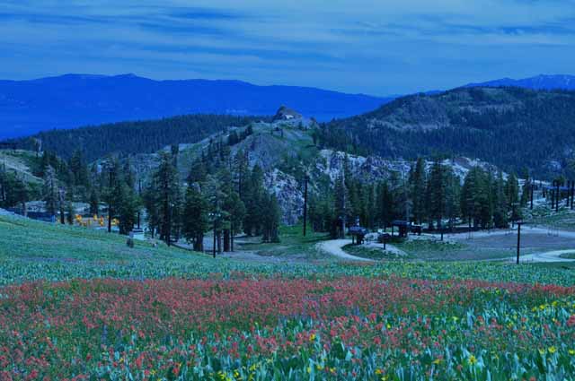 High Camp meadows